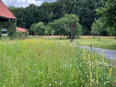 Wildblumenwiese