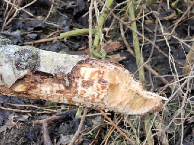 Fischotter schaut aus Gewässer