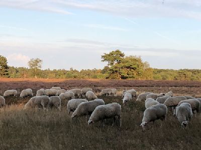 Schafe in Heidelandschaft