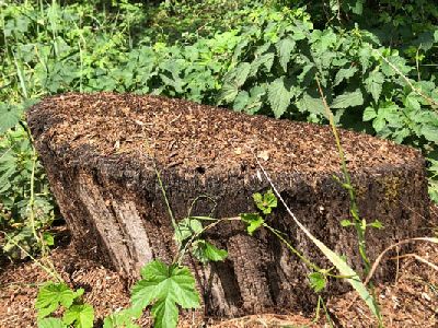 Ameisenhügel an Baumstubben